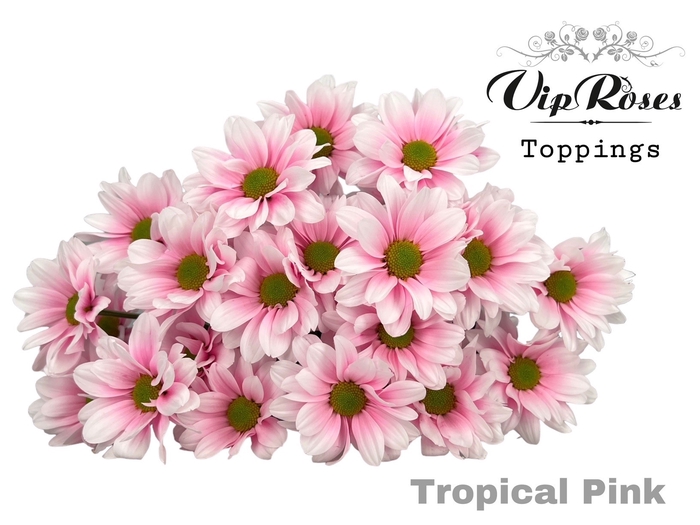 <h4>Chr T Tropical Pink</h4>