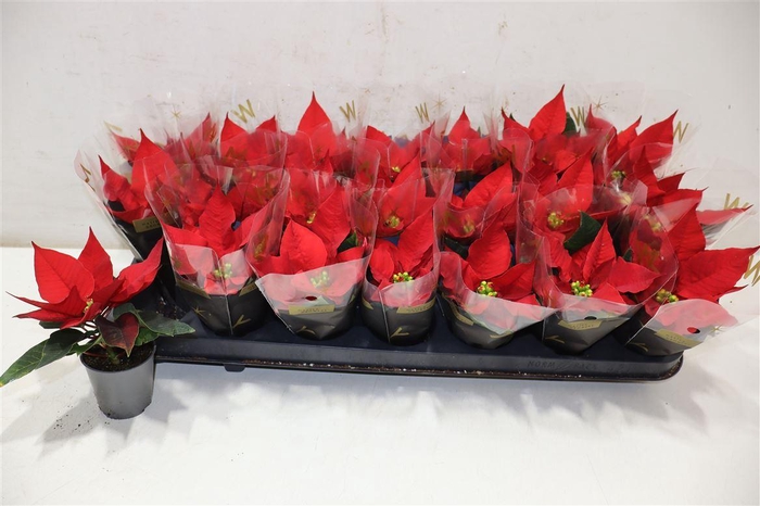 <h4>Euphor P Red Joy</h4>