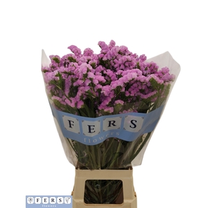 LIM S FANTASIA WINGS