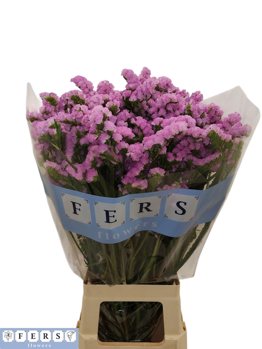 <h4>LIM S FANTASIA WINGS</h4>