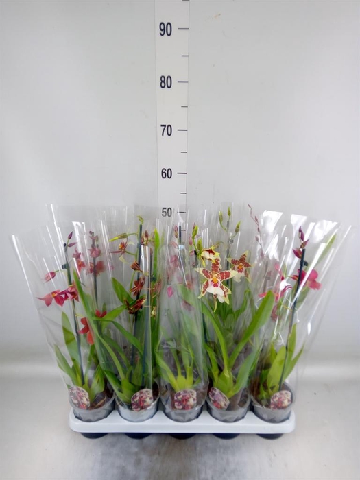 <h4>Cambria   ...mix</h4>