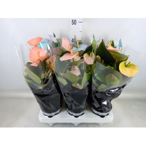 Anthurium andr. 'Cocos'
