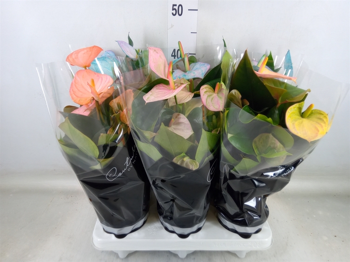 <h4>Anthurium andr. 'Cocos'</h4>