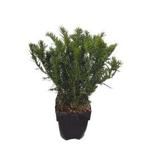 Taxus baccata Repandens