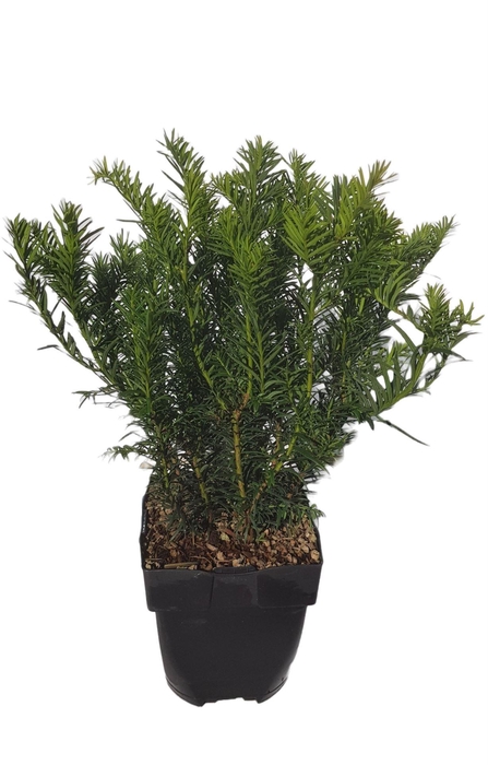 <h4>Taxus baccata Repandens</h4>