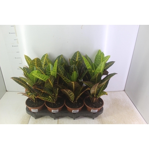 CROTON HIBRIDO PETRA P15
