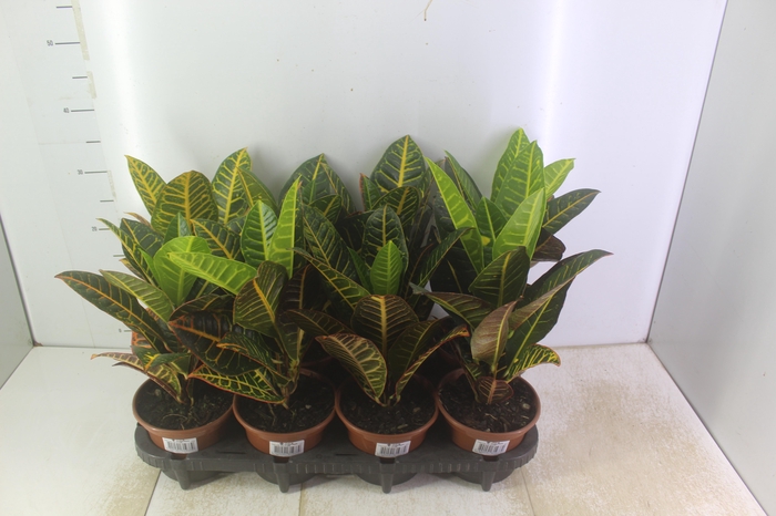 <h4>CROTON HIBRIDO PETRA P15</h4>