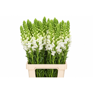Antirrhinum Potomac Early White