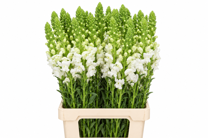 <h4>Antirrhinum Potomac White</h4>