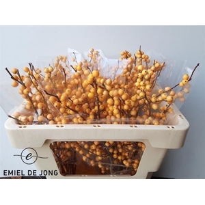 ILEX VE GOLD VERBOOM