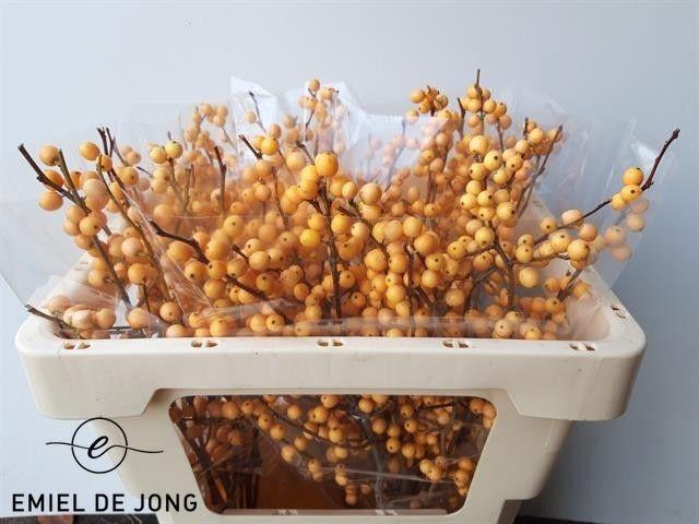 <h4>ILEX VE GOLD VERBOOM</h4>