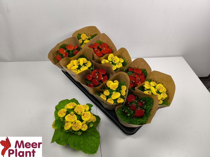 <h4>CALC X HERBEOHYBRIDA</h4>