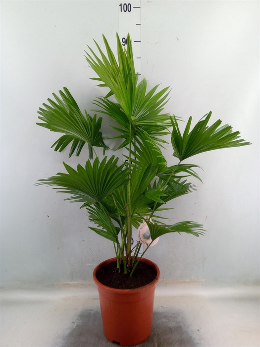 <h4>Livistona rotundifolia</h4>