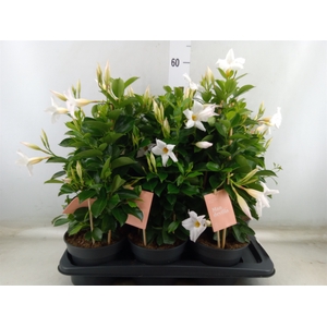 Mandevilla  'Sundavil White'