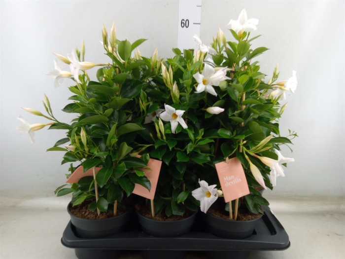 <h4>Mandevilla  'Sundavil White'</h4>