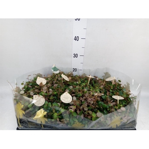 Peperomia  'Pepperspot'