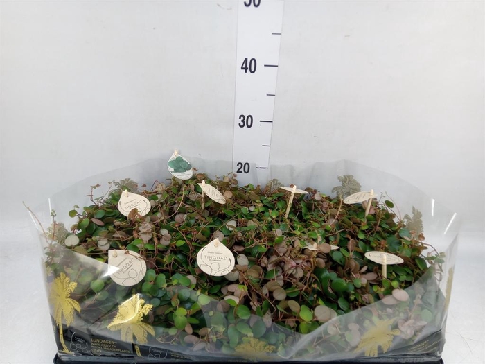 <h4>Peperomia 'Pepperspot'</h4>