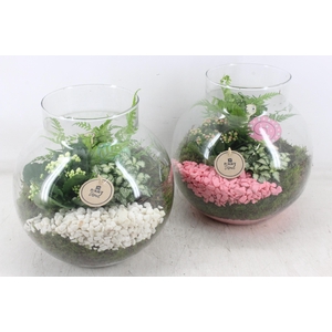 arr2 PL - Bolglas nek XL - roze/wit V2