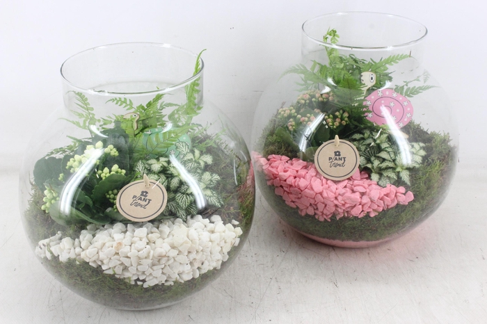 <h4>arr2 PL - Bolglas nek XL - roze/wit V2</h4>