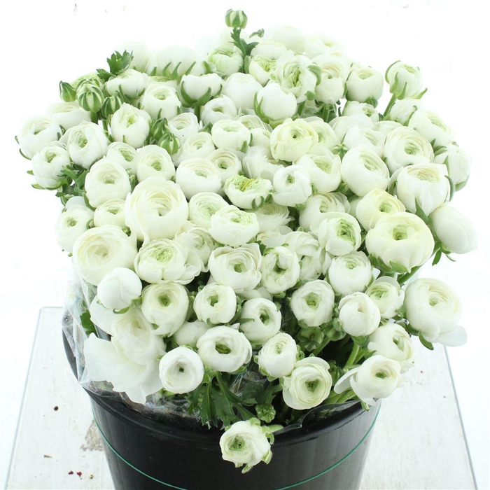 <h4>Ran El White Super</h4>