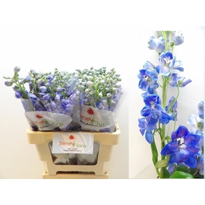 DELPH DU GUARD BLUE