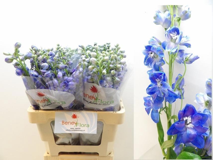 <h4>DELPH DU GUARD BLUE</h4>