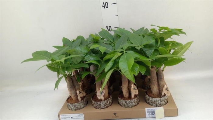 <h4>Pachira aquatica</h4>