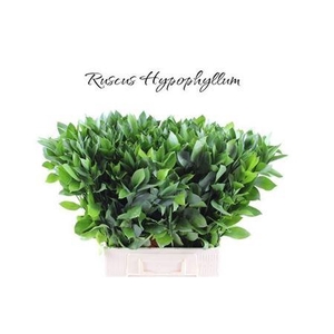 Ruscus Hypophyllum