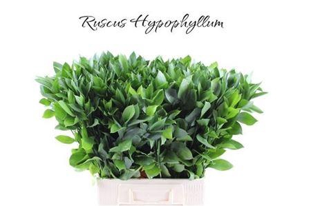 <h4>Ruscus Hypophyllum</h4>