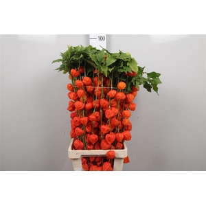 Physalis Lampion Tak