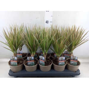 Dracaena marg. 'Bicolor'