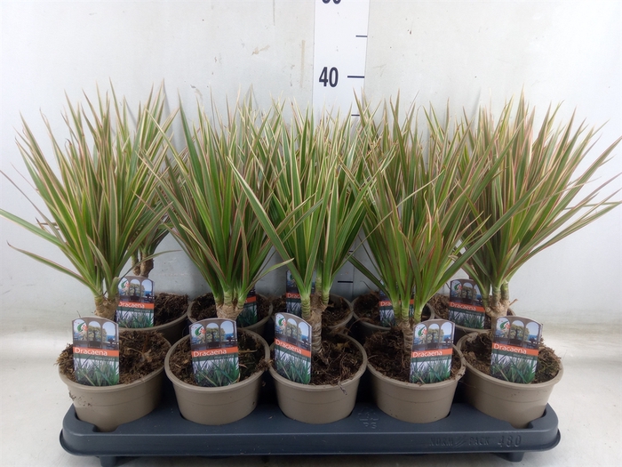 <h4>Dracaena marg. 'Bicolor'</h4>