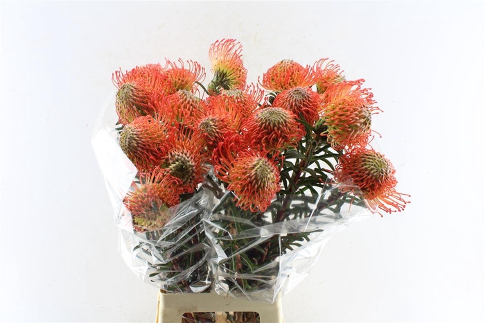 <h4>Leuco Co Succession</h4>