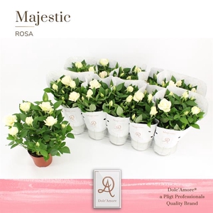 ROSA EXTRA INFINITY WHITE P12