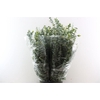 Euca Baby Blue 200gr P Bunch