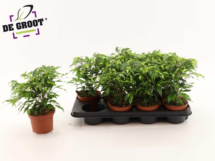 <h4>FIC BE GREEN KINKY</h4>