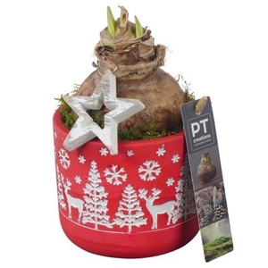 PTACH5837 Arrangement Amaryllis Christmas in beton