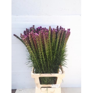 LIATRIS SPICATA