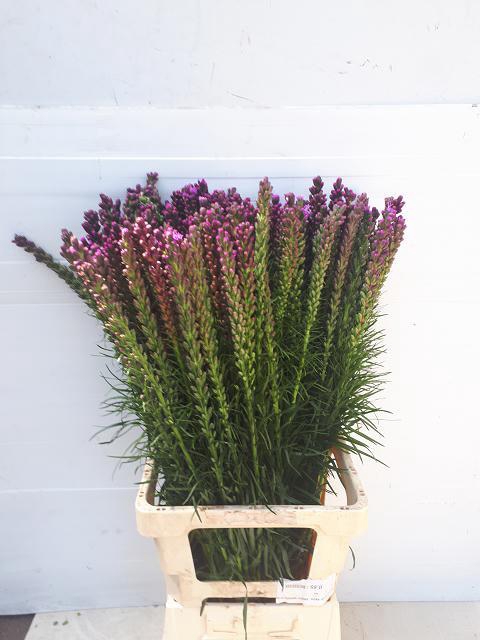 LIATRIS SPICATA