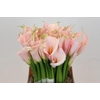 Zantedeschia Eydolls Salmon