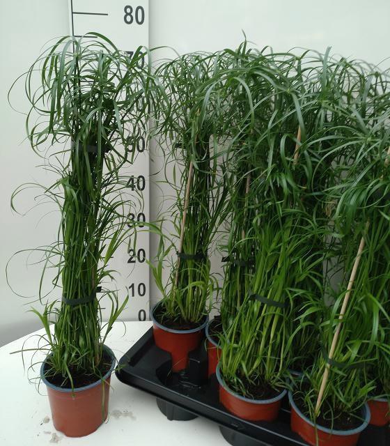 <h4>CYPER ALTERNIFOLIUS</h4>