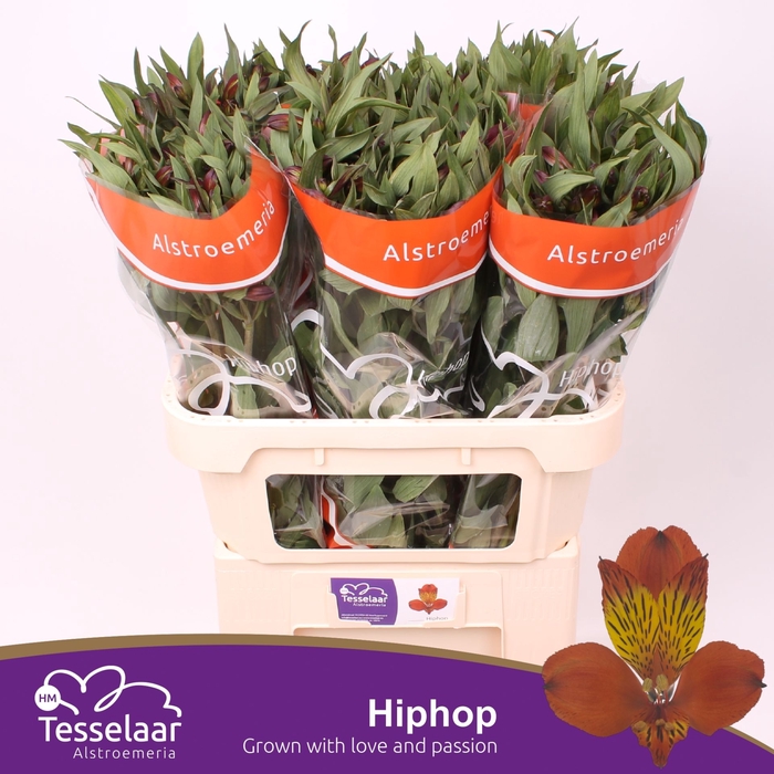 <h4>Alstroemeria Hiphop</h4>