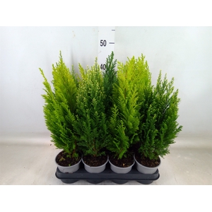 Conifers   ...mix
