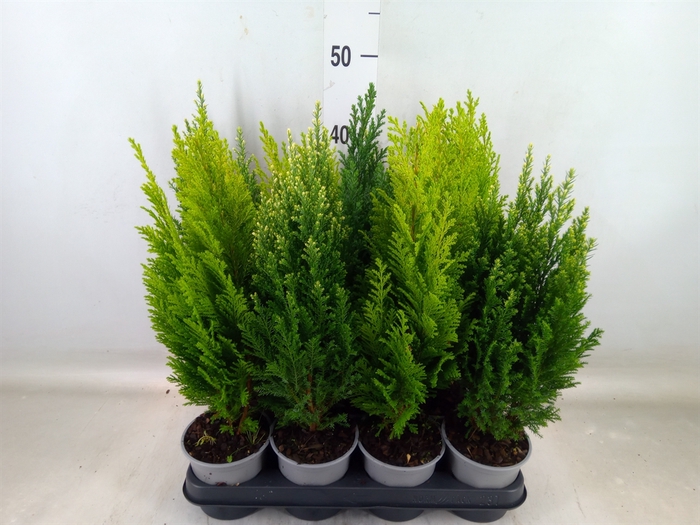 <h4>Conifers   ...mix</h4>