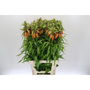 Fritillaria Imperialis Orange Sweet