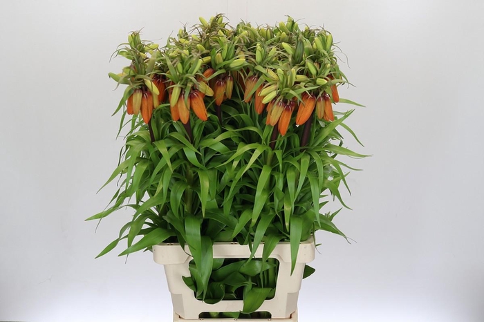 <h4>Fritillaria Imperialis Orange Sweet</h4>