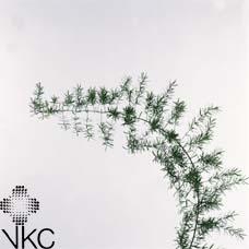 <h4>ASP DENS SPRENGERI</h4>