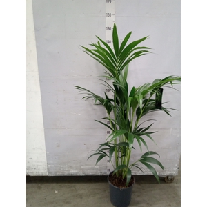 Howea forsteriana