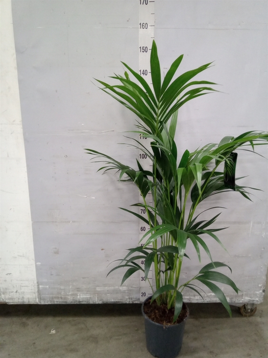 <h4>Howea forsteriana</h4>