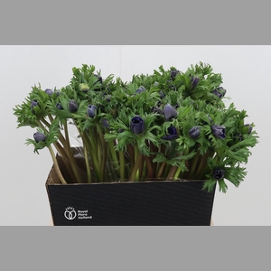 Anemone Marianne Blue